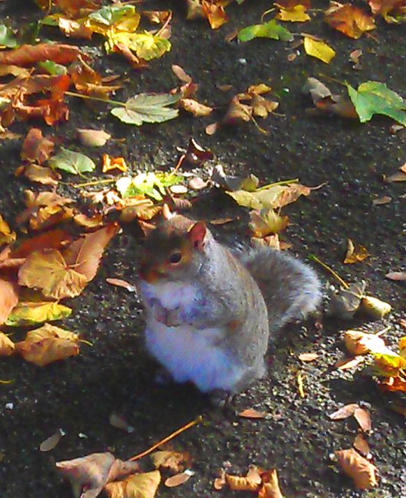 Chester the squirrel